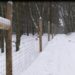 ilyustratyvne-foto-voljer