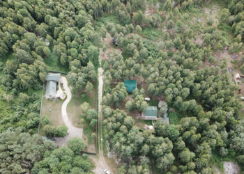 ліс