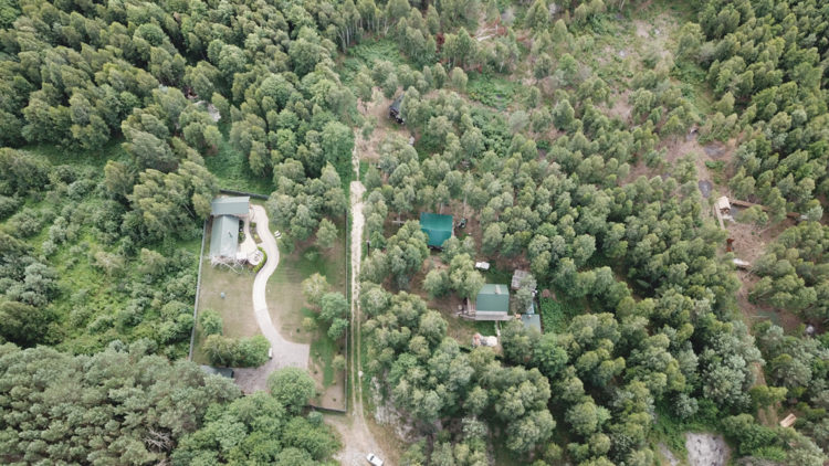 ліс