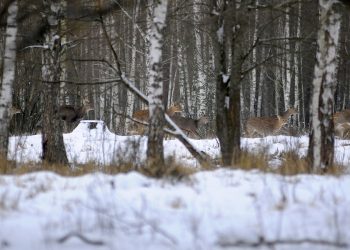 звірі