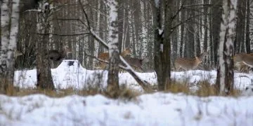 звірі, фото з лісомисливського господарства Звірівське у ФБ