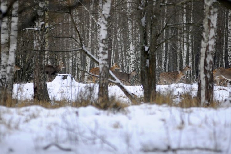 звірі