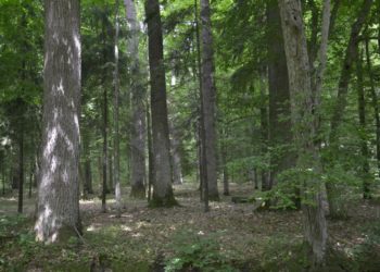 волинський ліс цуманська пуща