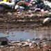 Лелека п'є воду на сміттєзвалищі сміттєвий полігон Ківерців