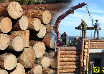 рубки лісу під час війни