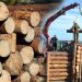 рубки лісу під час війни