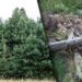 Самосійні ліси на Волині