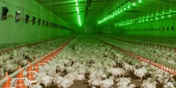 Пташник Володимирської птахофабрики.