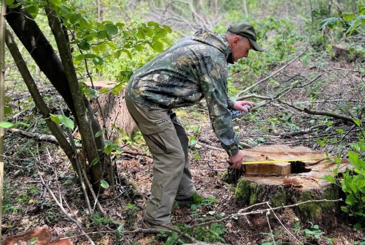 незаконна порубка на Волині біля Красноволі: майже 14 млн грн шкоди довкіллю.