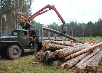 Волинський військовий лісгосп, заготівля деревини