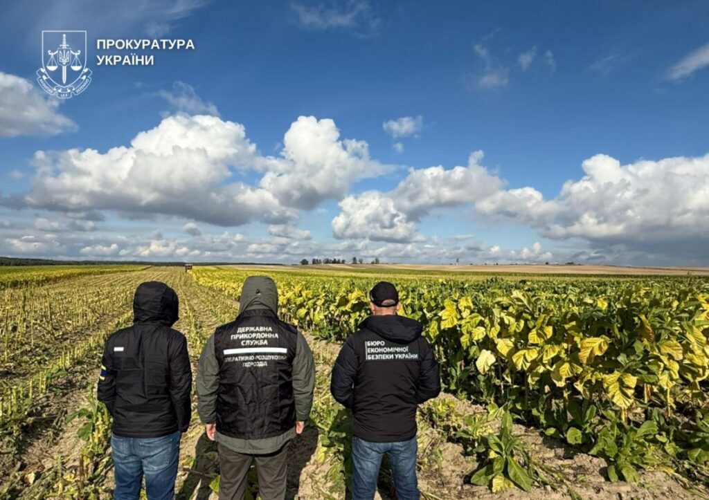 У прикордонні на Волині виявили незаконне вирощування та цехи з обробки тютюну