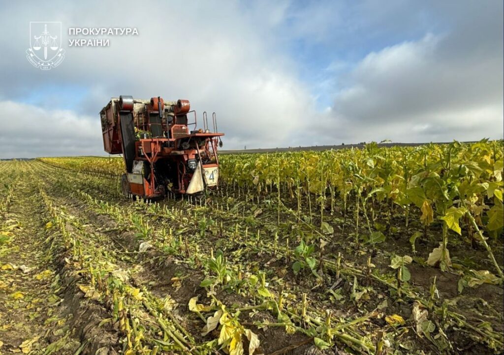 У прикордонні на Волині виявили незаконне вирощування та цехи з обробки тютюну