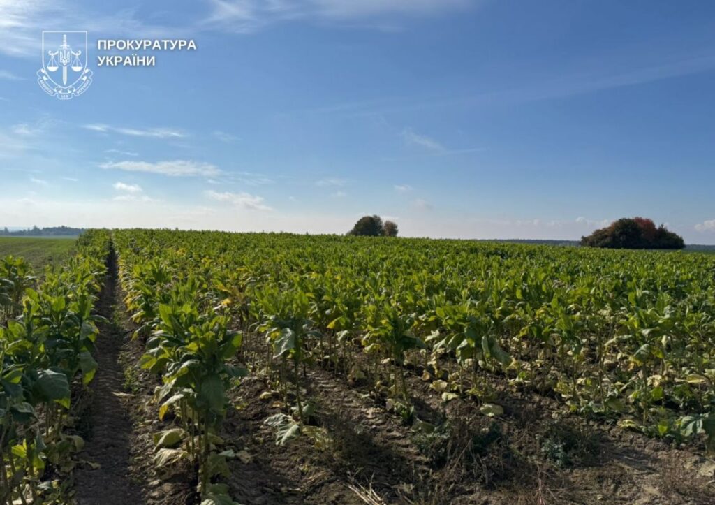У прикордонні на Волині виявили незаконне вирощування та цехи з обробки тютюну