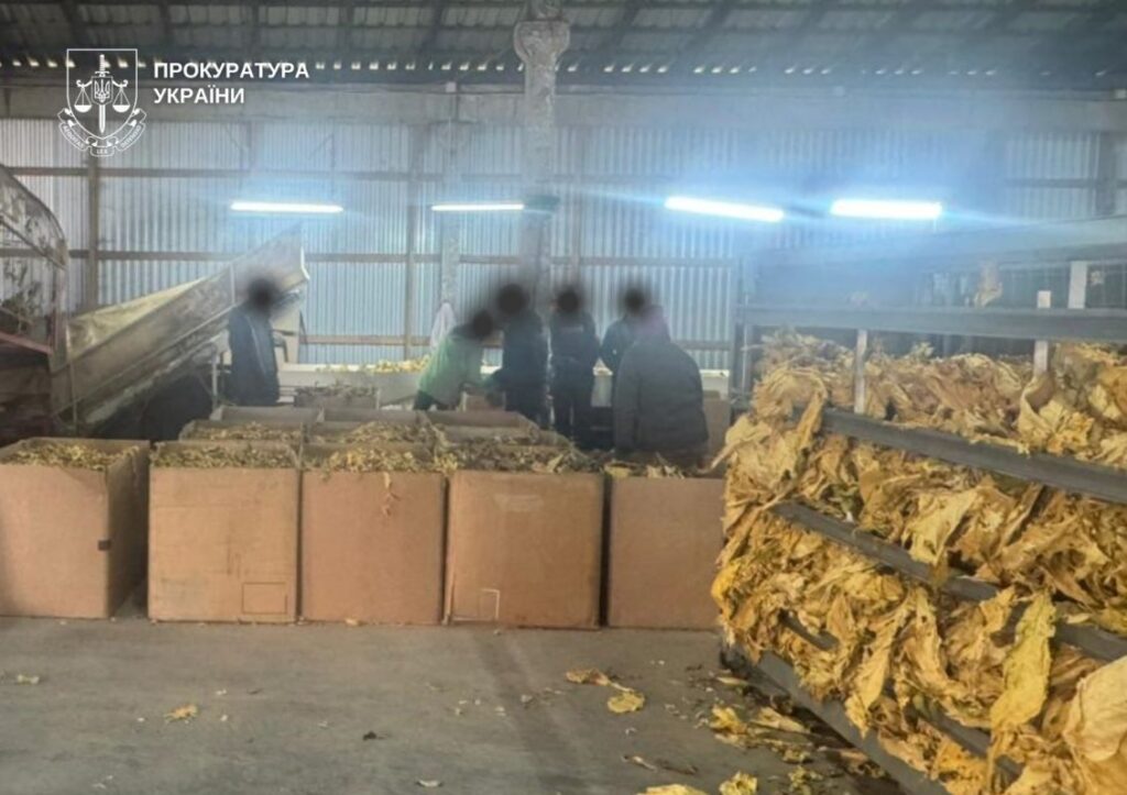 У прикордонні на Волині виявили незаконне вирощування та цехи з обробки тютюну