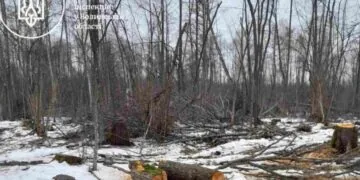 На Волині виявили незаконну вирубку дерев на понад 6 мільйонів гривень