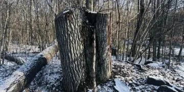 Прокурори Спеціалізованої екологічної прокуратури Волинської обласної прокуратури повідомили колишньому майстру лісу Цуманського лісництва філії «Ківерцівське лісове господарство» ДСГП «Ліси України» про підозру у службовій недбалості. Мова про 5 млн грн збитків.