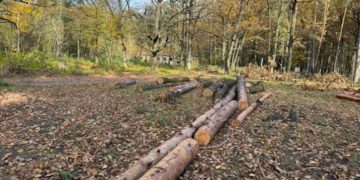 На Волині повідомлено про підозру екслісничому, який організував незаконну рубку на дерев на 1,9 млн грн