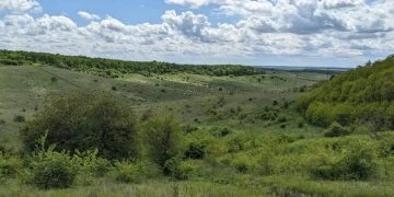 самозаліснена земля