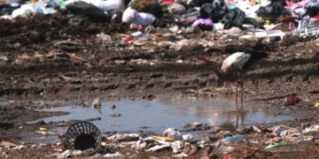 Лелека п'є воду на сміттєзвалищі сміттєвий полігон Ківерців