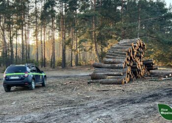 Юрій Болоховець анонсував підвищення зарплат працівникам лісової галузі. Фото ілюстративне